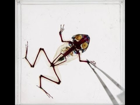 Studying Anatomy: Clearing and staining