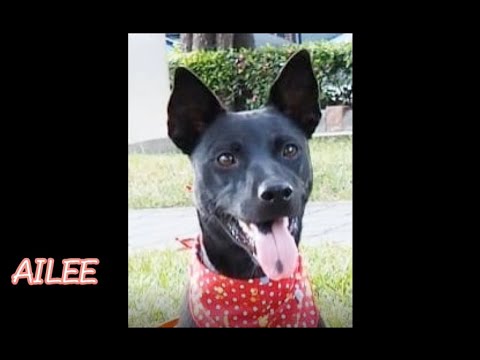 Ailee, an adopted Shepherd & Labrador Retriever Mix in San Mateo, CA_image-1