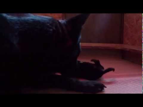 B-Wurf von Pike´s Spirit - 7.Tag