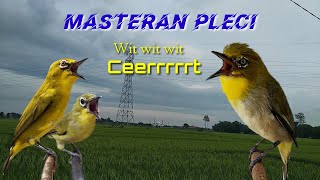 Download lagu MASTERAN PLECI nembak WIT WIT WIT CEEEEERRRRRRR... sangat TOP.. cetak gaco anda dengan masteran ini mp3 Download lagu MASTERAN PLECI nembak WIT WIT WIT CEEEEERRRRRRR... sangat TOP.. cetak gaco anda dengan masteran ini mp3