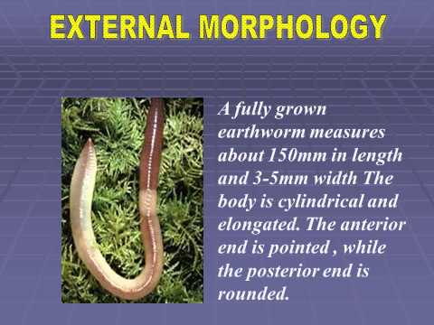 The Amazing World Of Earthworms In The UK - Springwatch