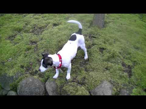 3-16-2013: Zuni Exploring on her First Day in Fostercare