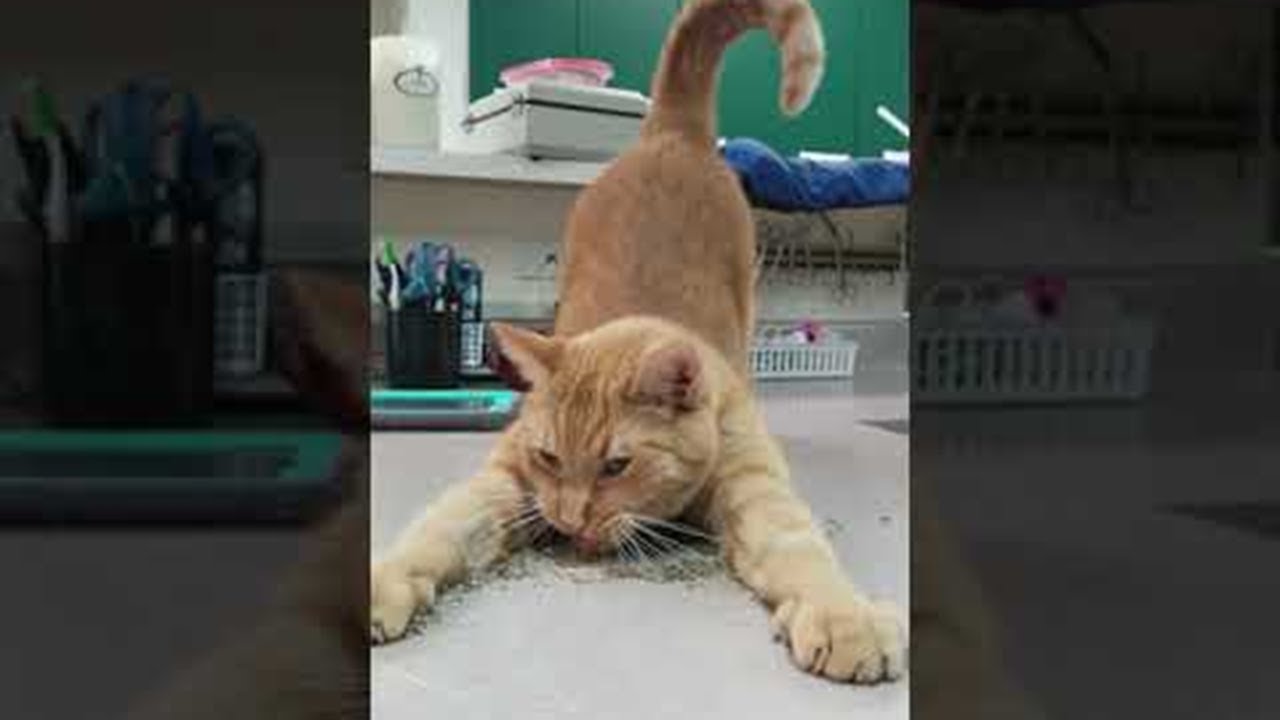 Кот и его реакция на кошачью мяту