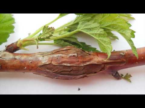 Reč struke ep. 167 05.04.2018. - Zaštita jagodastog voća