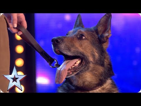 Heroic police dog Finn moves the Judges to tears | Auditions | BGT 2019