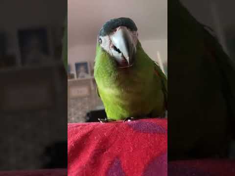 come on dexter #hahnsmacaw #parrot #birds #cute
