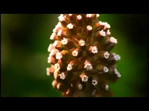 Beautiful Qasidah   Syrian