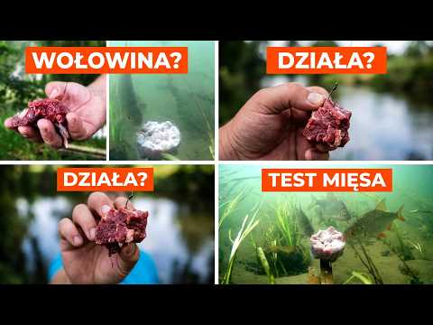 Czy mięso wołowe może wywołać zainteresowanie u ryb?