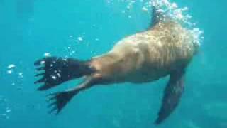 preview picture of video 'Swimming with Sea Lions, Galapagos Islands'