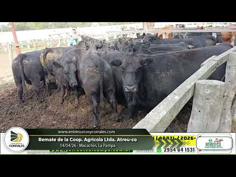 14-04-26 - Remate de la Coop. Agricola Ltda. - Atreu-co - Macachin,La Pampa