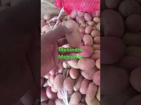 #mahindra hzpc #memphis लाल में अपने नाम से जाने वाली किस्म है