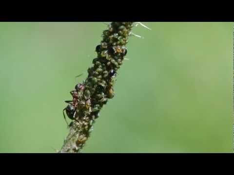 A che vermi a loro sogno Controllo per identificazione di parassiti