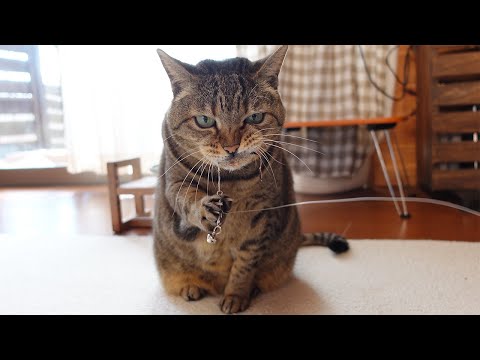 はなの鈴リンリン演奏会！-Hana's Bell Ring Ring Concert!-