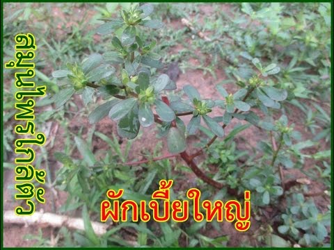 ยาเสพติดเพิ่มความแข็งแรงในผู้ชาย กระเจี๊ยวในหนุ่มสาวปากของคุณ