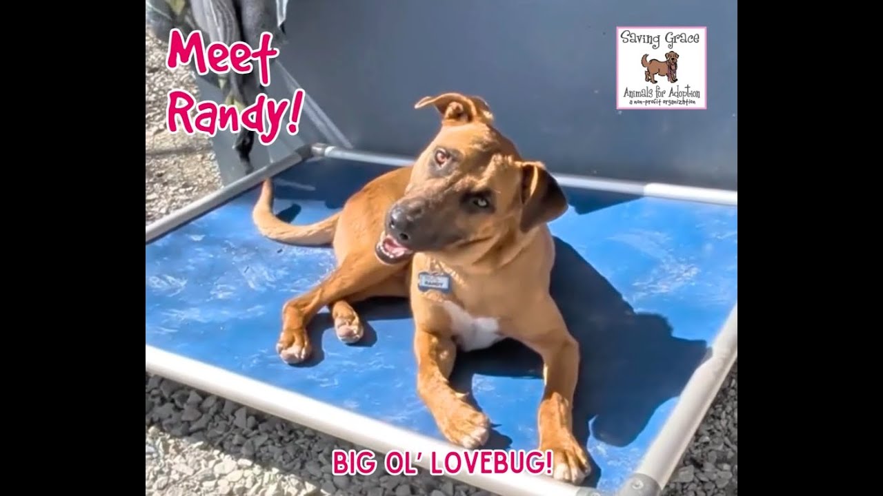 Enlarge Randy, a Adoptable Labrador Retriever in Wake Forest, NC video 6/6