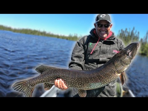 Massive Pike at Kesagami Wilderness Lodge