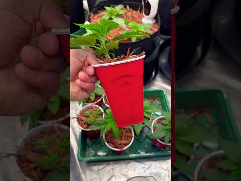 Успей полить🌺 #индор #конопля