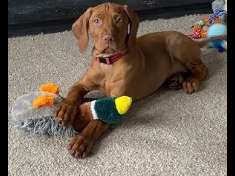 Ripley Our Vizsla   (4th week)