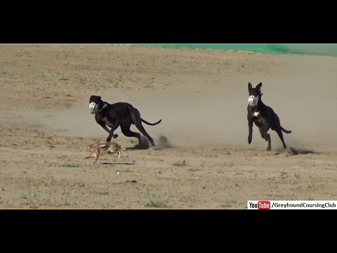 dog and rabbit race in pakistan | greyhound racing | coursing dogs