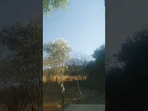 SÍTIO CARRASCO CACHOEIRA DOS INDIO PARAÍBA  mim segui galera Elisangela Bezerra