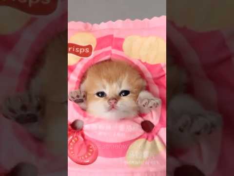 cute kitten’s meow🙈😻 #kitten #shorts