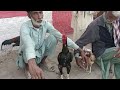 How To Aseel Murga Mandi Multan Aseel Murga Fighter Murga Mandi