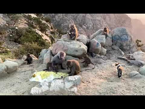 靈長類動物在沙特阿拉伯享受野餐 (Primates enjoy picnic in Saudi Arabia)