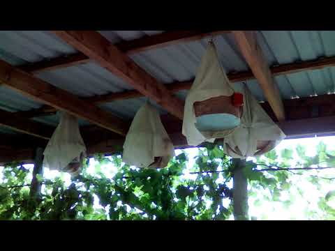 Пение перепела обыкновенного (бедана).  Singing common quail (bedan).