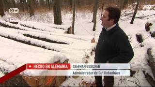 Transformación en los bosques alemanes | Hecho en Alemania