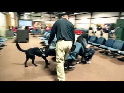 Inside Look: TSA Canine Training | Transportation Security Administration