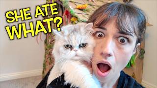 MY CAT KEEPS EATING WEIRD THINGS!