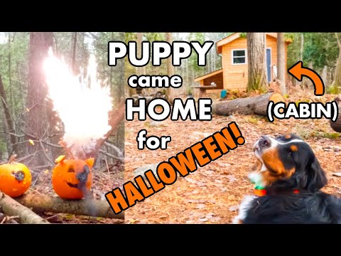 I Got My Dog Back! Let's Celebrate Halloween Already.  ep211