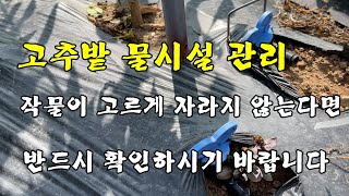 고추밭 물시설 관리/작물이 고르게 자라지 않는다면 반드시 확인하시기 바랍니다
