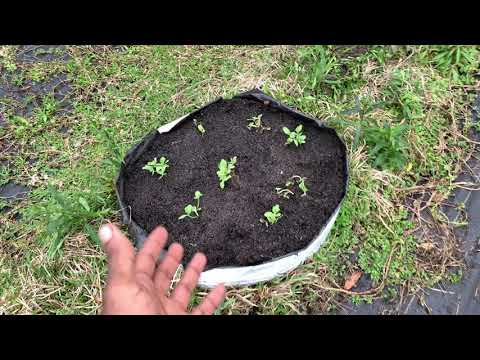 Kaho, Lemon Drop & Bradford Watermelon Seedlings Transplanted! 2021 Bio-Intensive Spring Garden!