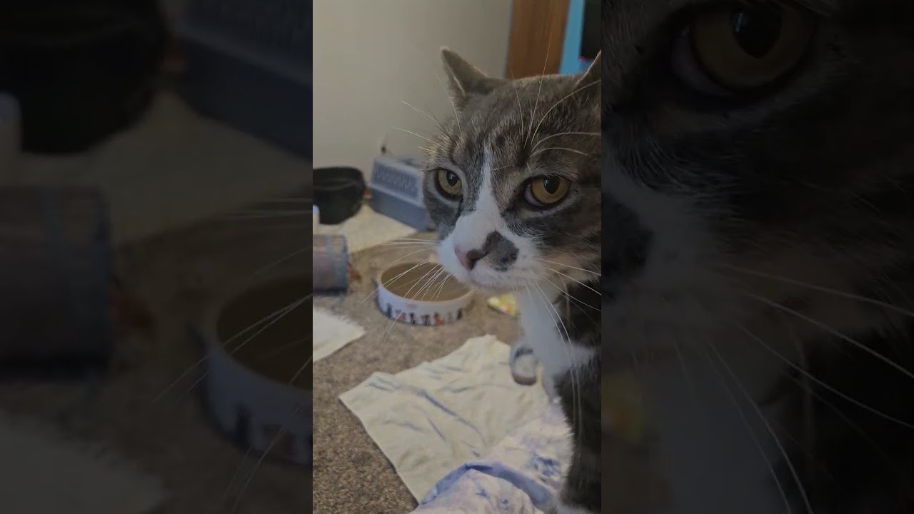 Enlarge Wren, a Adoptable Domestic Short Hair in Neenah, WI video 2/6