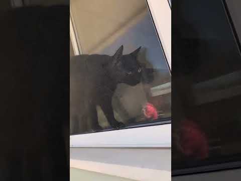 The cat needs help #cat #funnyvideo #funny #funnycats