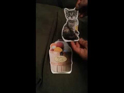 Happy birthday from cats