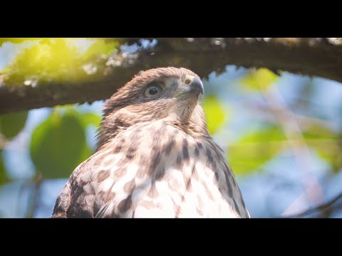 CityStream: Cooper’s hawks move from the country to the city