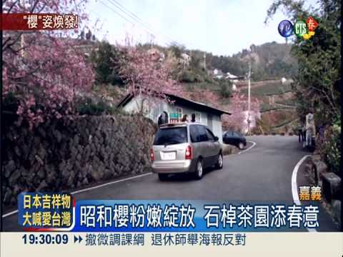石棹打前鋒! 賞櫻不用上阿里山