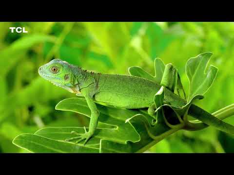 8K HDR UHD 60fps nature video 1080p