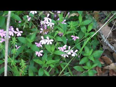 Olmeda de Fuente la Reina-  Catálogo florístico