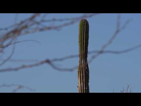 Dos Playas | Los Cabos - The Agency