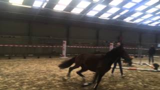 Video von Idrigill van de Groote Kamps