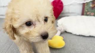 トイプードルの動画02