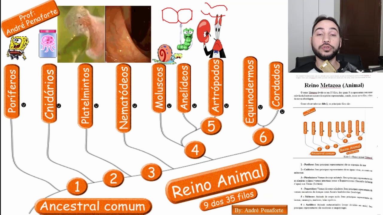 01 - Reino animal - Apresentando os 9 Filos principais