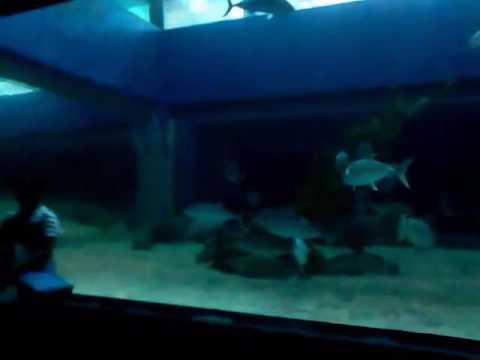 Video Number 5: La Familia