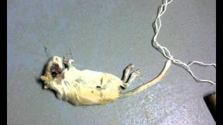 Lunachicks - The Day Squid&#39;s Gerbil Died