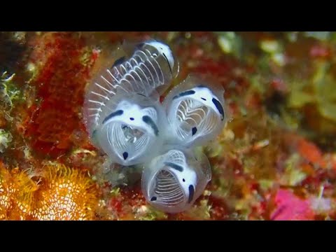 Guess what all that radioactive waste and heavy water may be doing to the seas WATCH.....