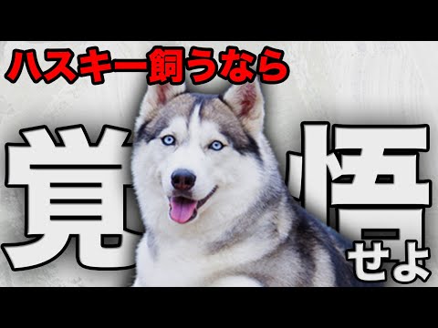 ハスキーエネルギーについて詳しく解説