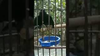 Download lagu decu gacor ngobra mp3 Download lagu decu gacor ngobra mp3